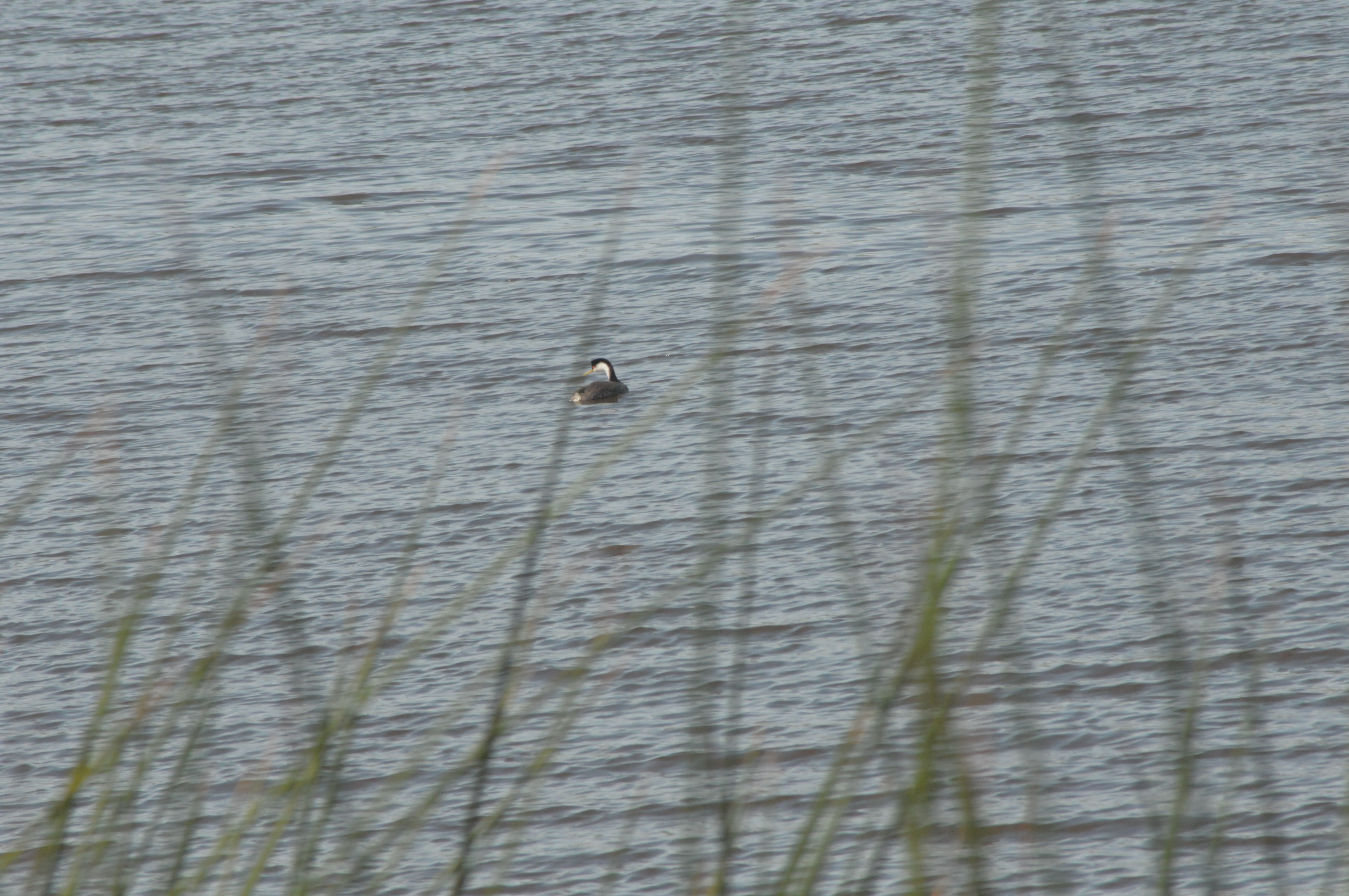 A Western Grebe out in the distance.