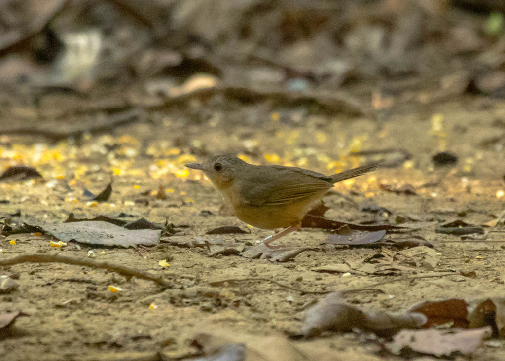 Abbot's babbler