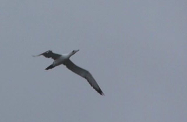 Abbott's Booby in flight 1