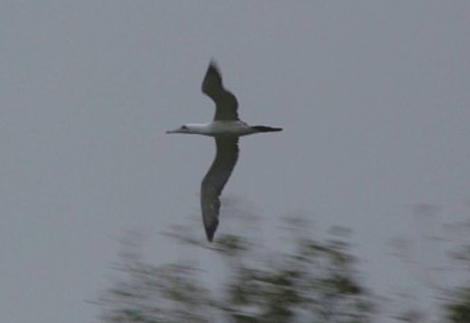 Abbott's Booby in flight 3