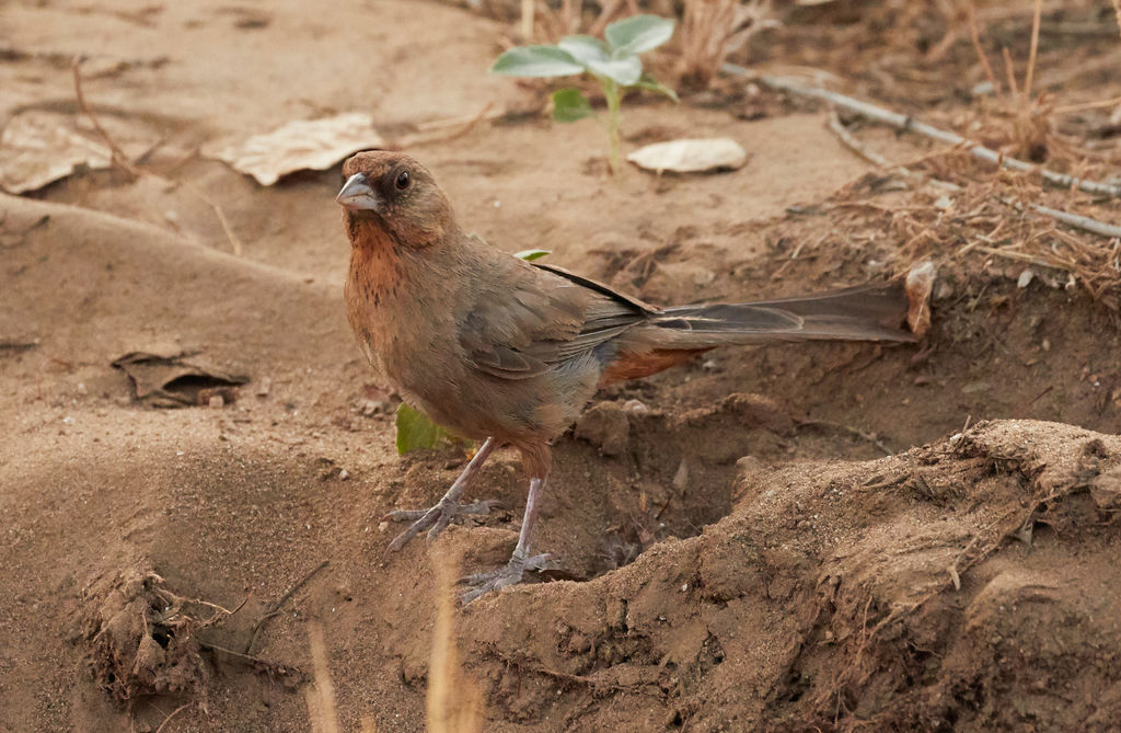 Abert's Towhee