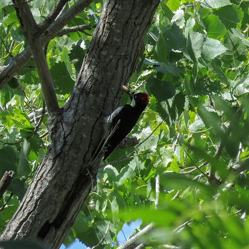 Acorn Woodpecker (female)