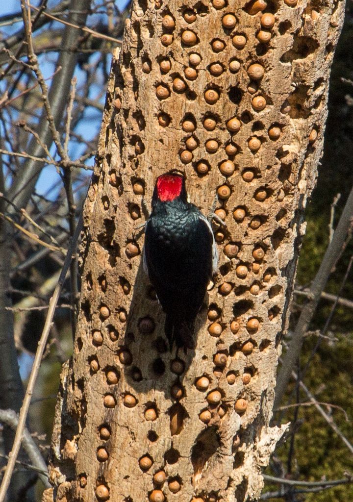 Acorn Woodpecker Stash.