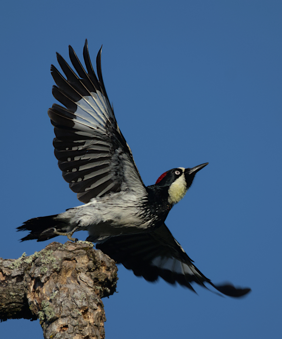 Acorn Woodpecker Takeoff