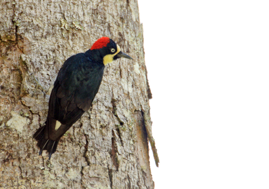 Acorn Woodpecker