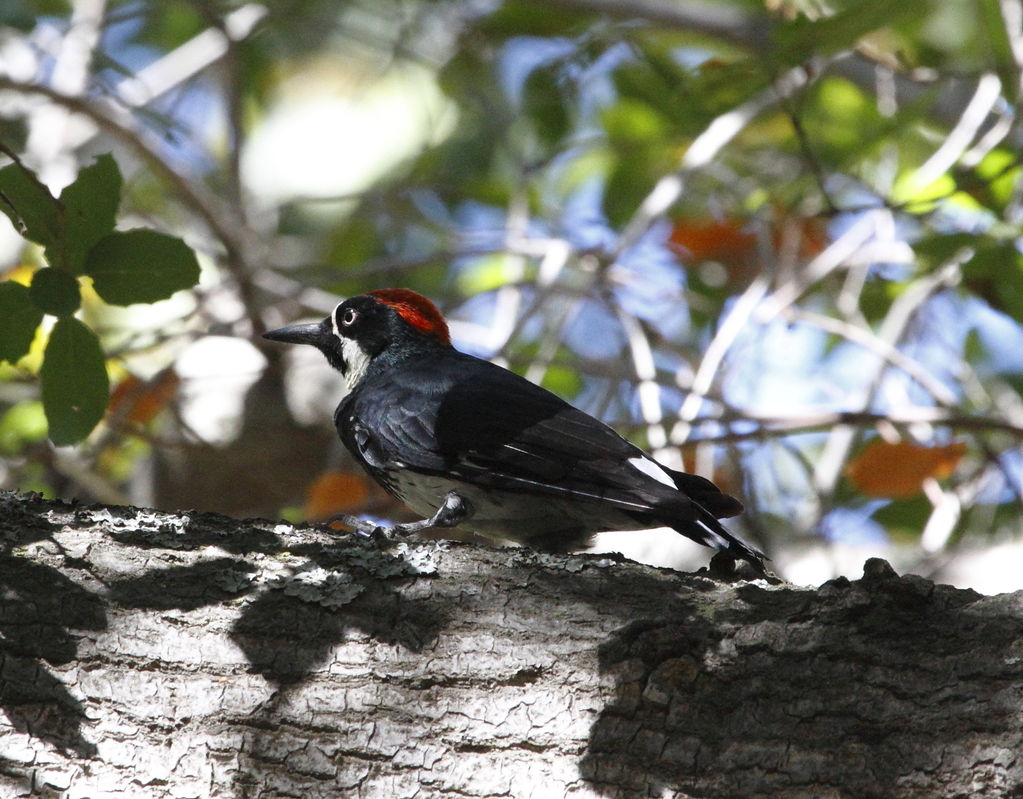 Acorn Woodpecker