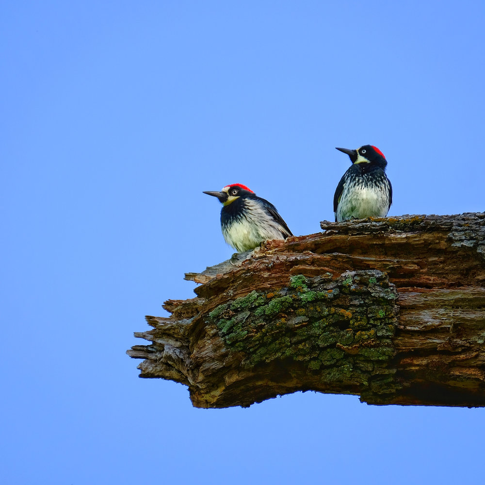 Acorn Woodpeckers