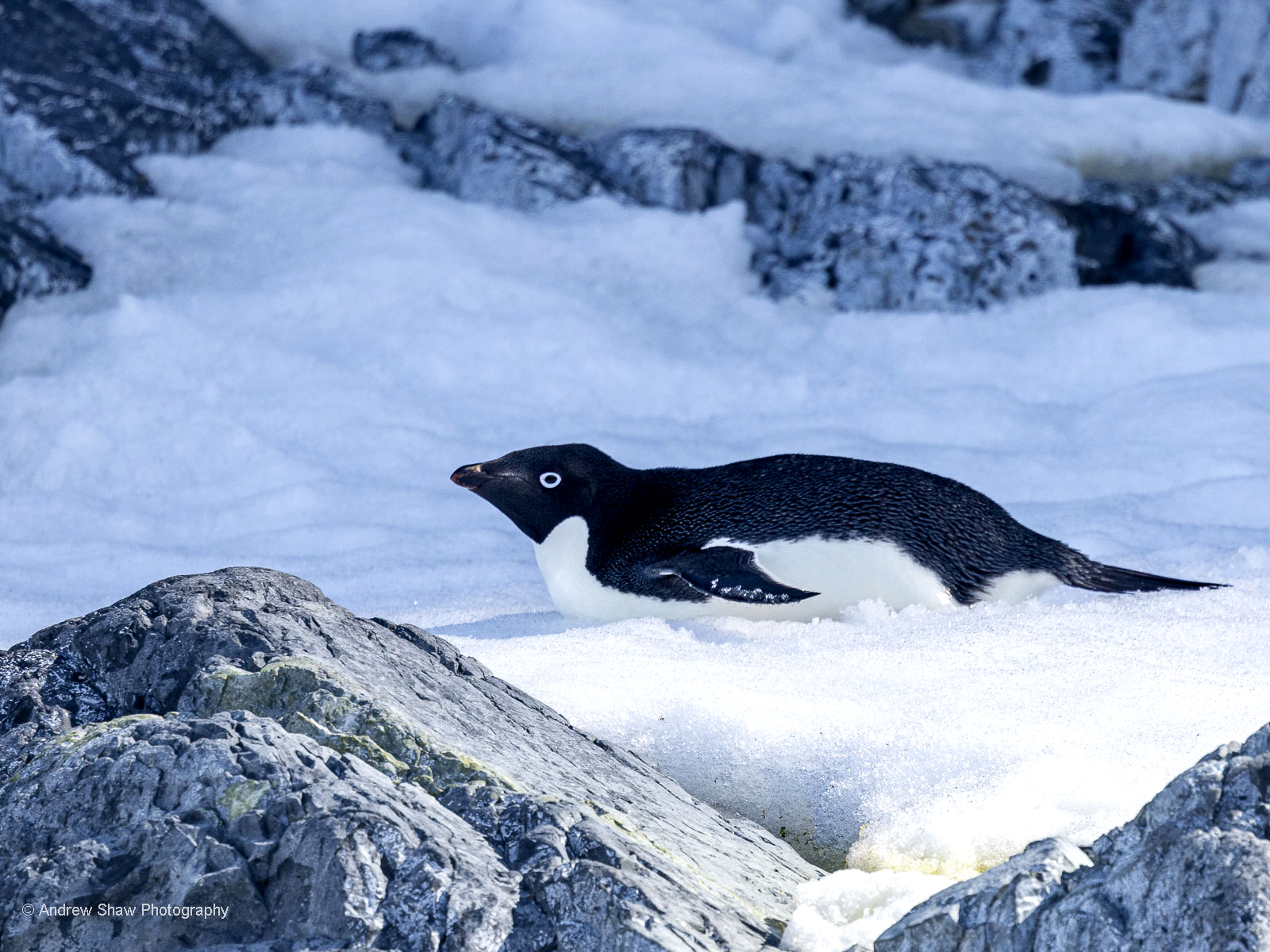 Adelie Penguin
