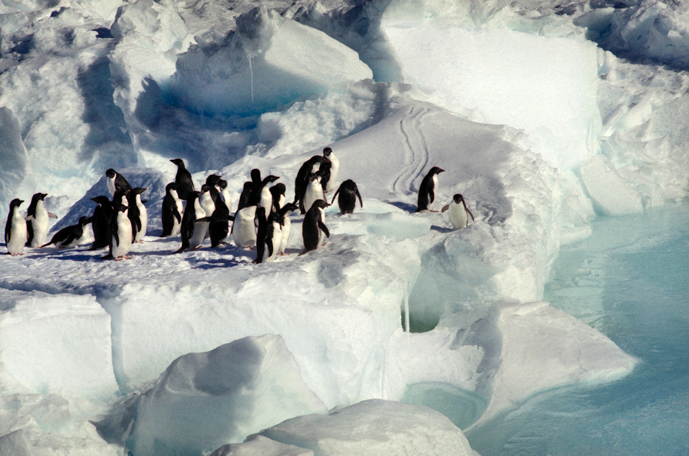 Adelie Procession Sequence, Image 1