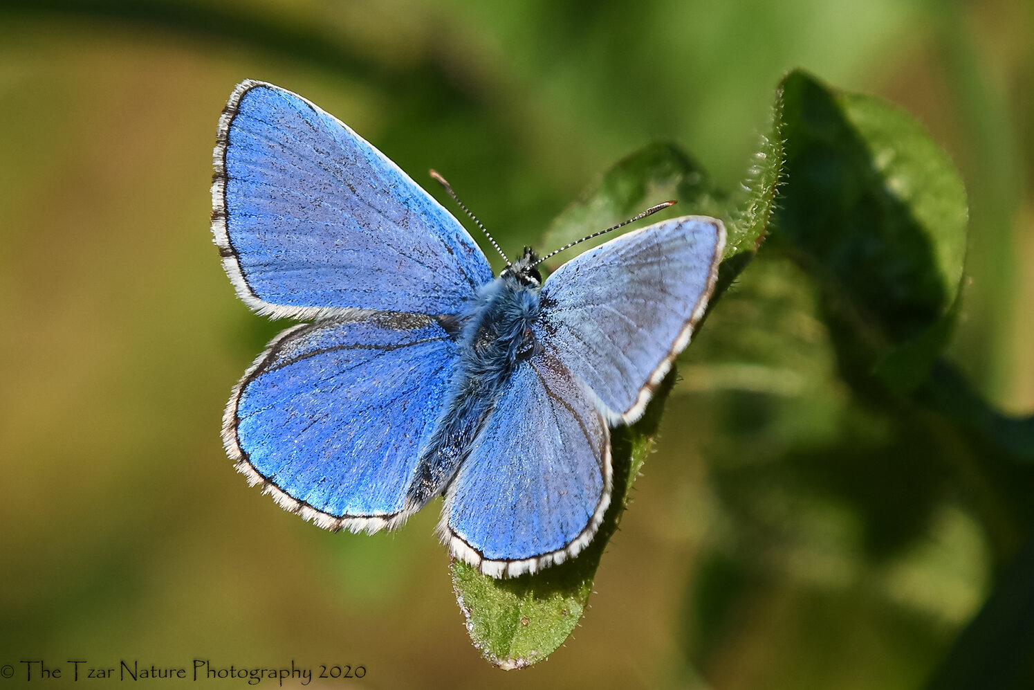 Adonis Blue.jpg