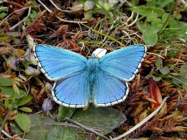 Adonis Blue