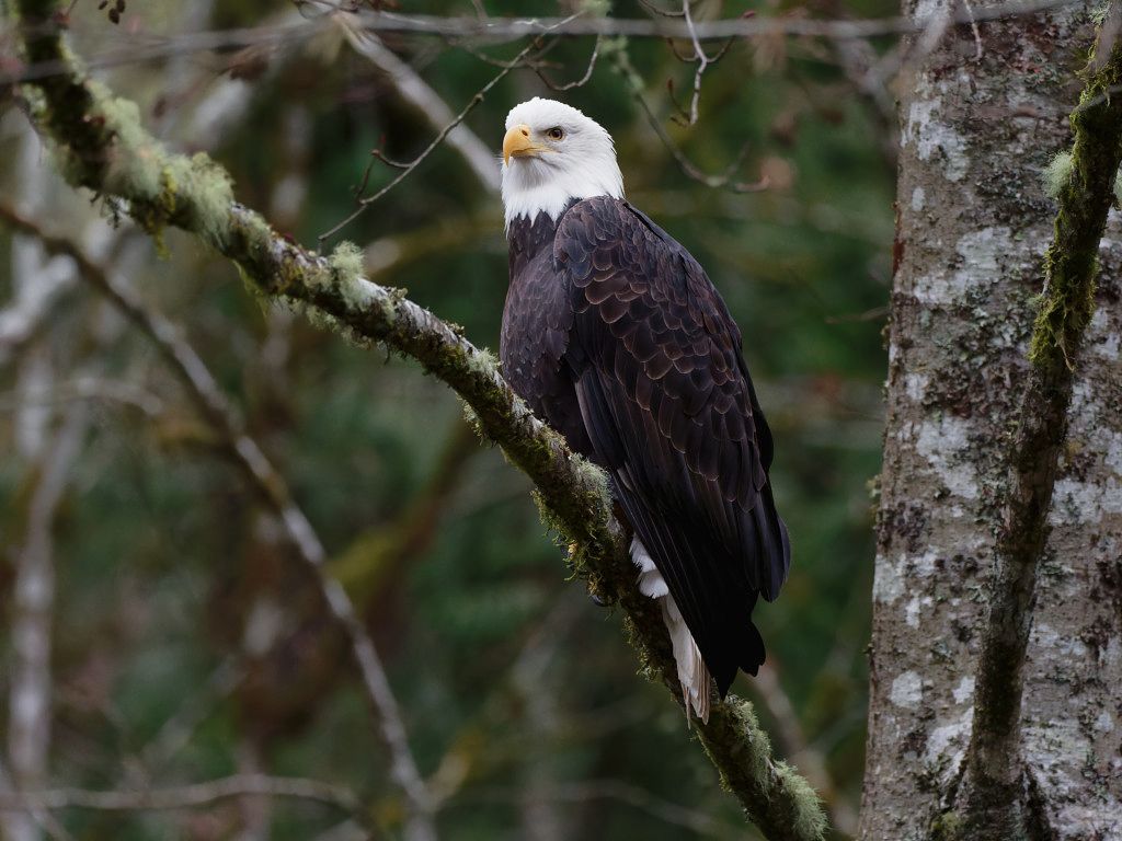 Adult Bald Eagle