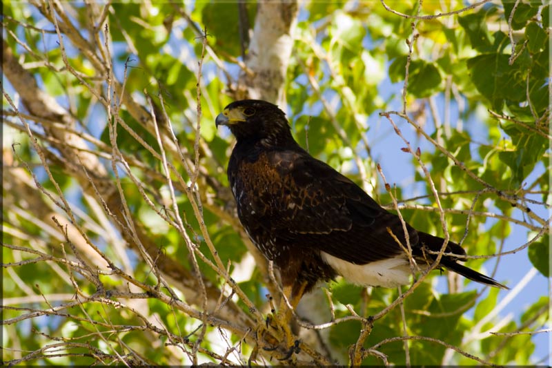 Adult Harris's Hawk