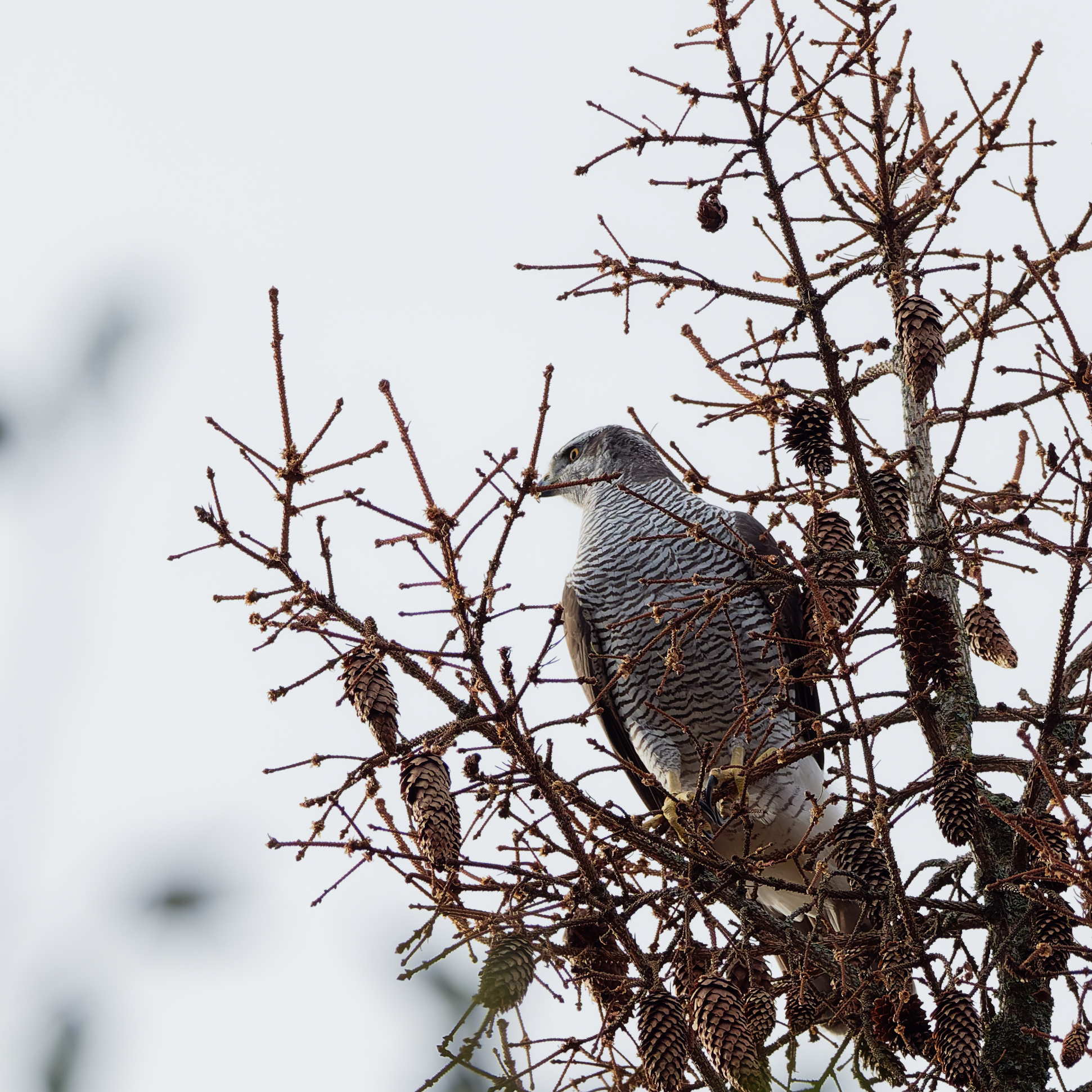 Adult male goshawk