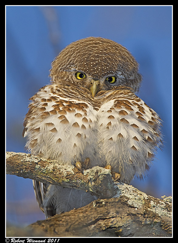 African Barred Owlet