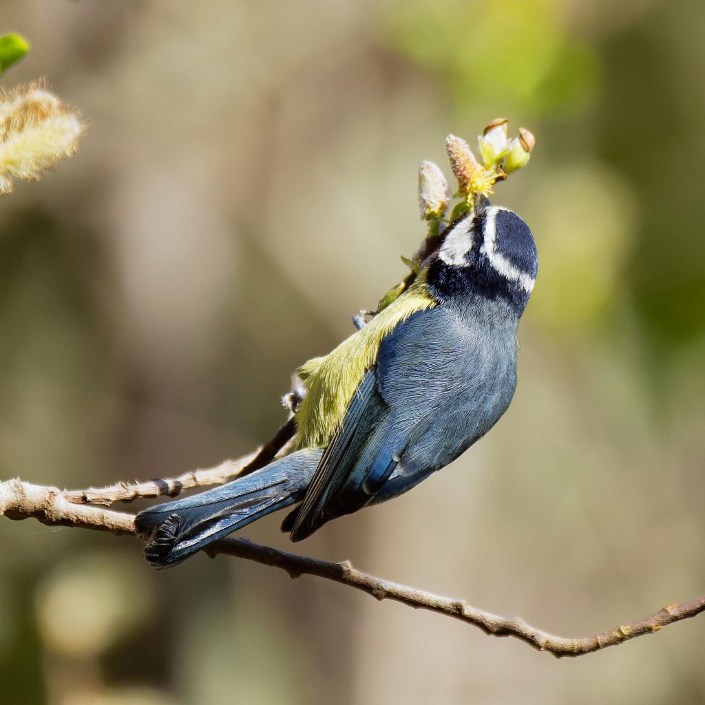 African Blue Tit foraging