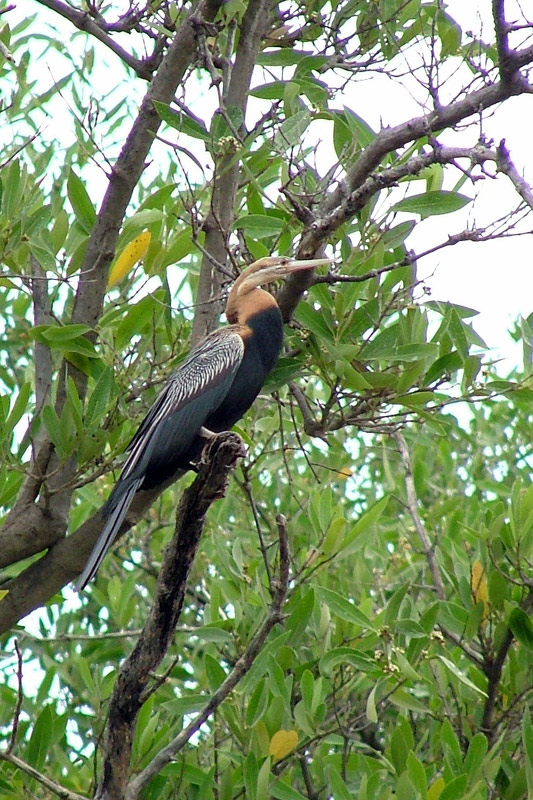 African Darter