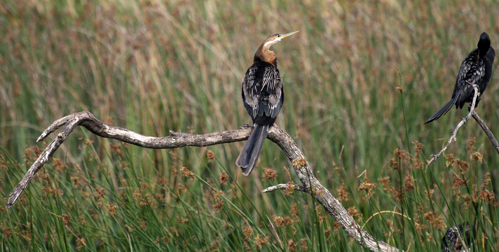 african darter