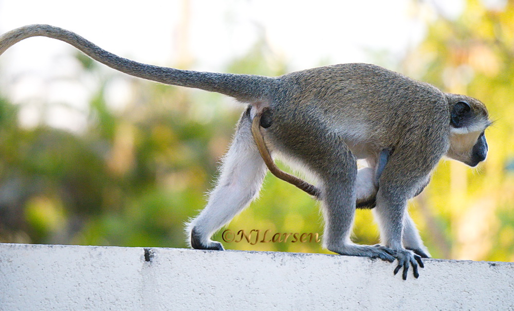 African Green Monkey