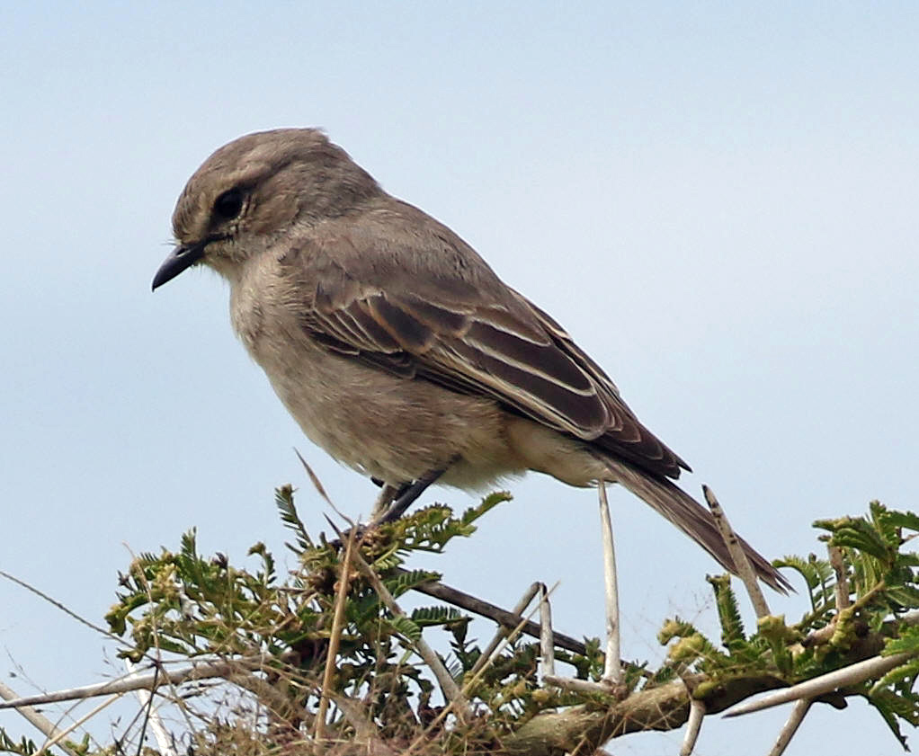 African Grey Flycatcher