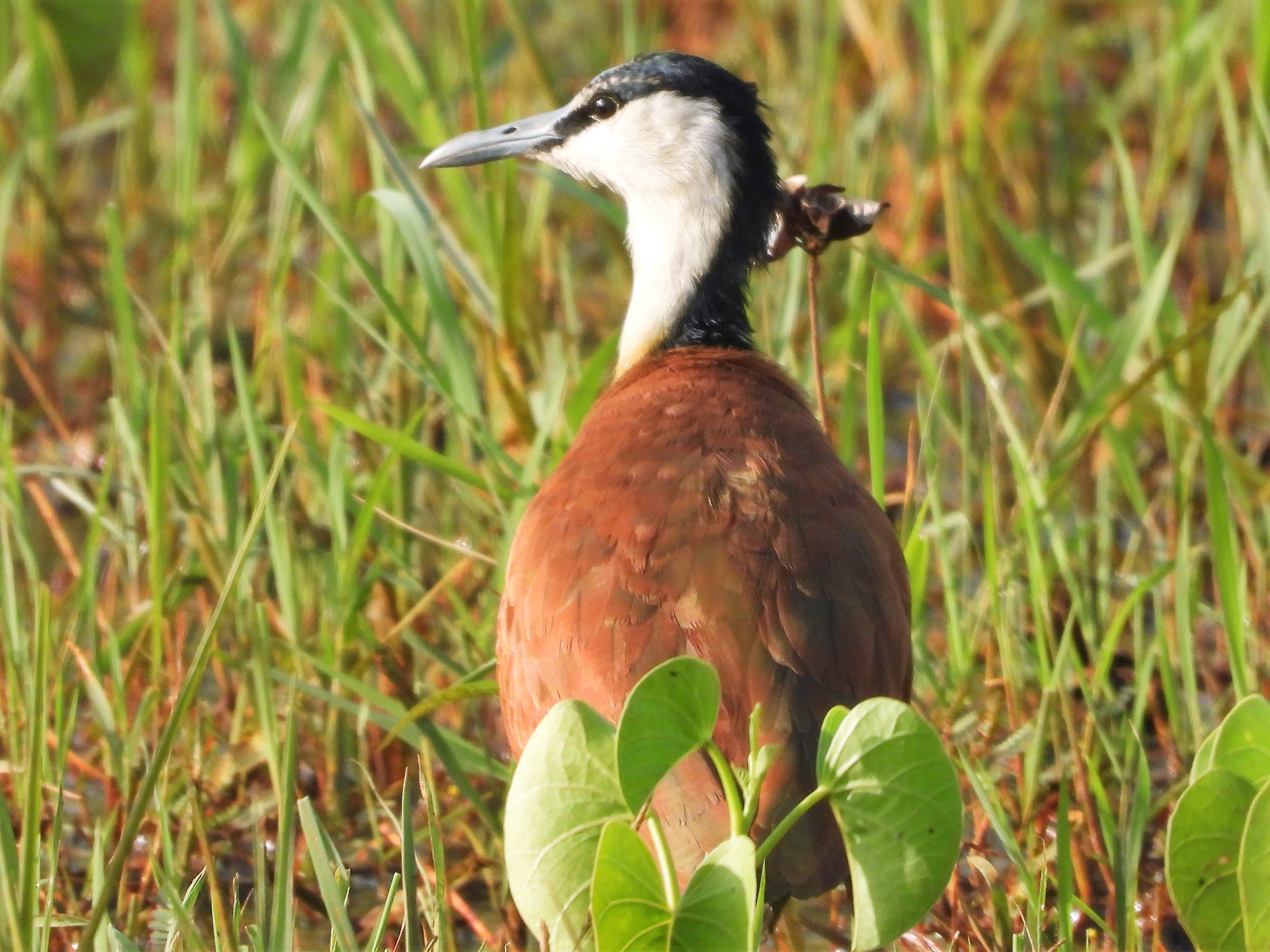 African Jacana