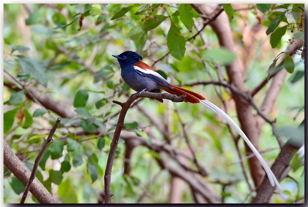 African Paradise Flycatcher