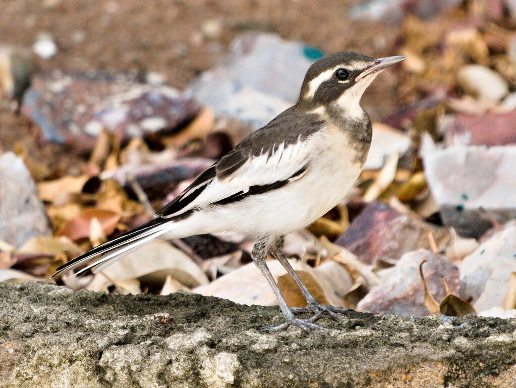 African Pied Wagtail-juvenile