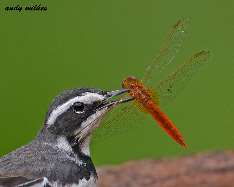 african pied wagtail