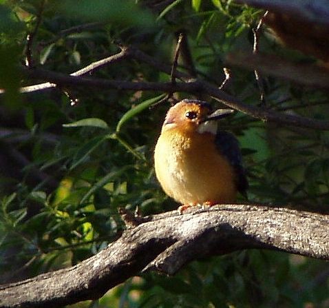 African Pygmy Kingfisher