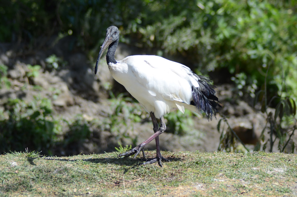 African Sacred Ibis