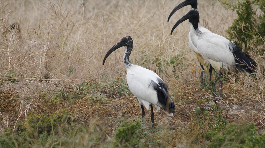 african sacred ibis