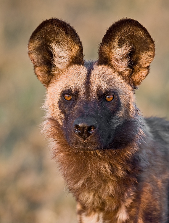 African Wild Dog