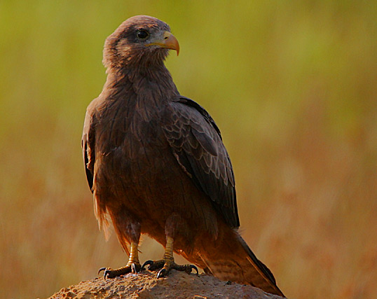 African (Yellow-billed) race of Black Kite