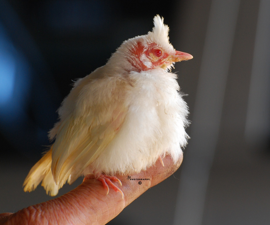 Albino Bulbul