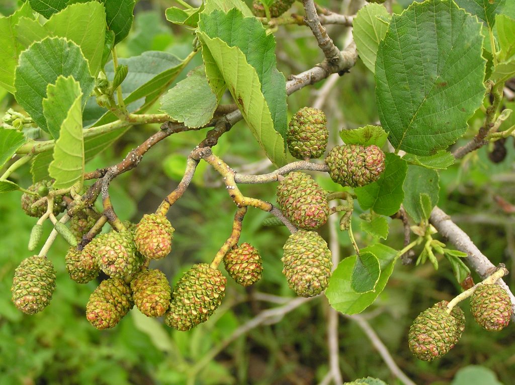 Alder Tree