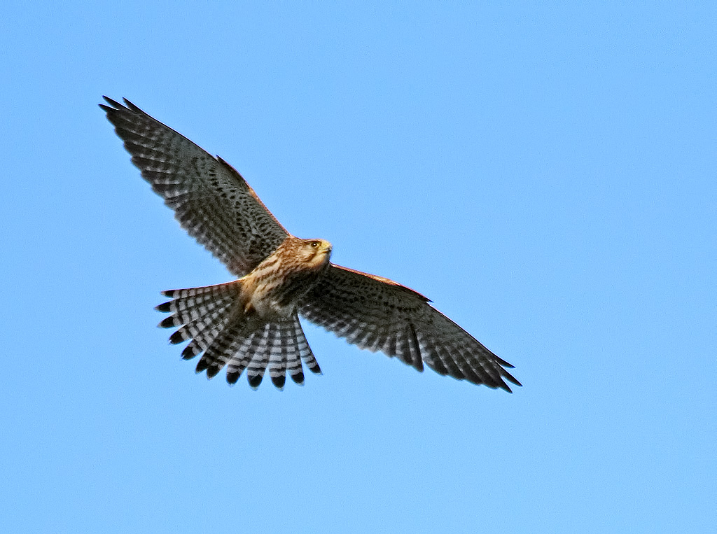 Alentejo Raptors