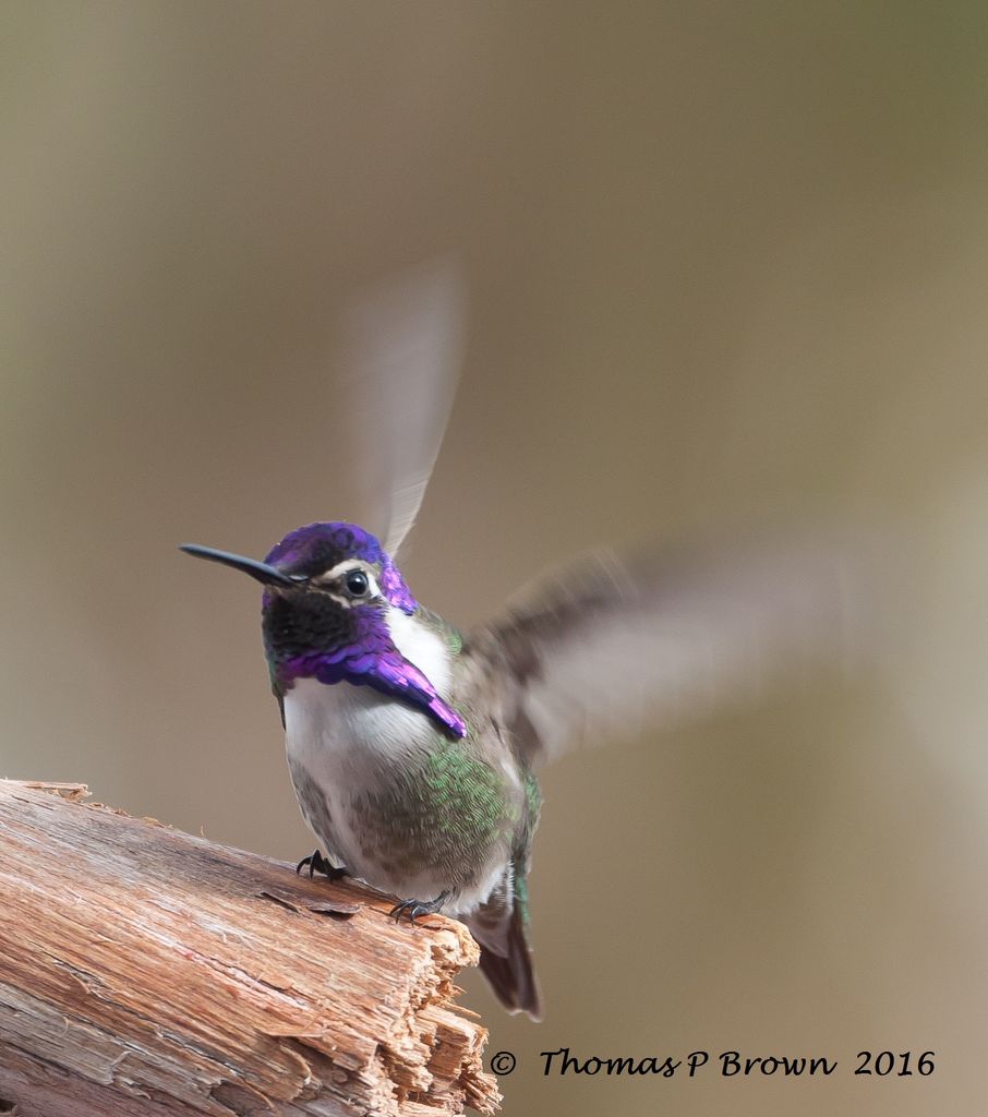 Almost a blur!! Costa's Hummingbird