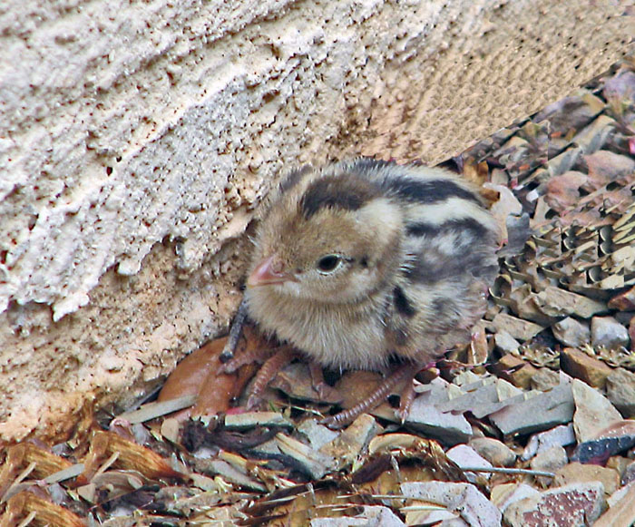 Almost a New Born
