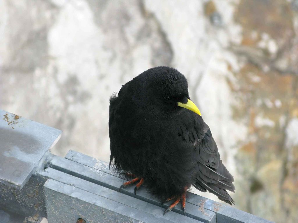 Alpine Chough