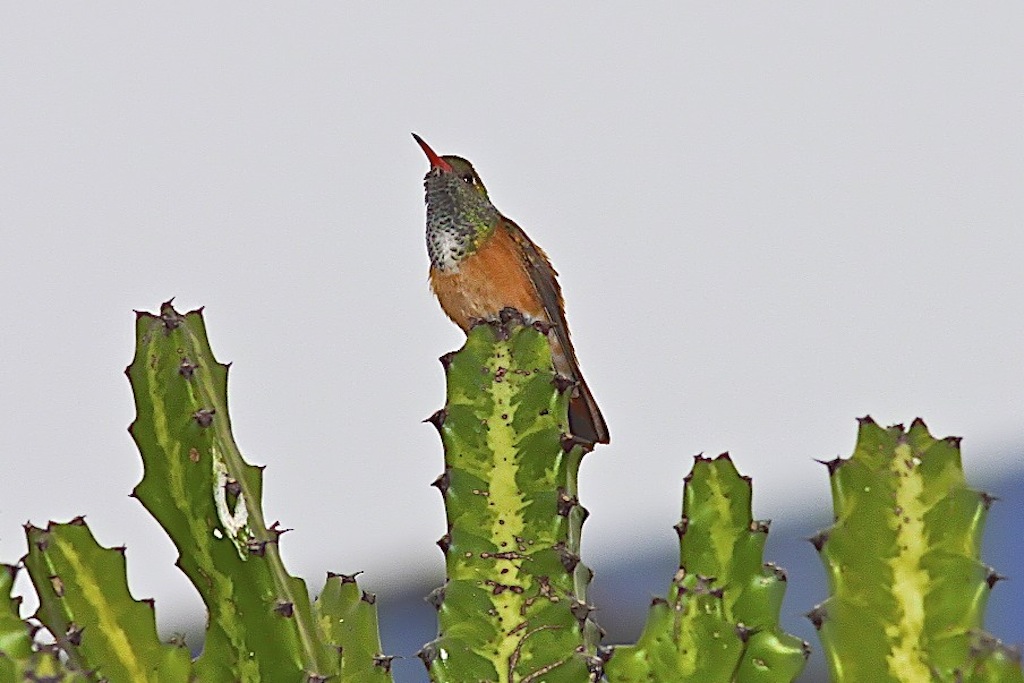 Amazilia Hummingbird