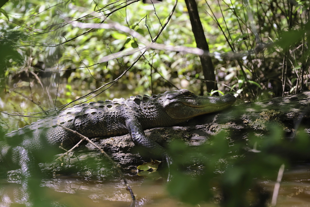 American Alligator.jpg