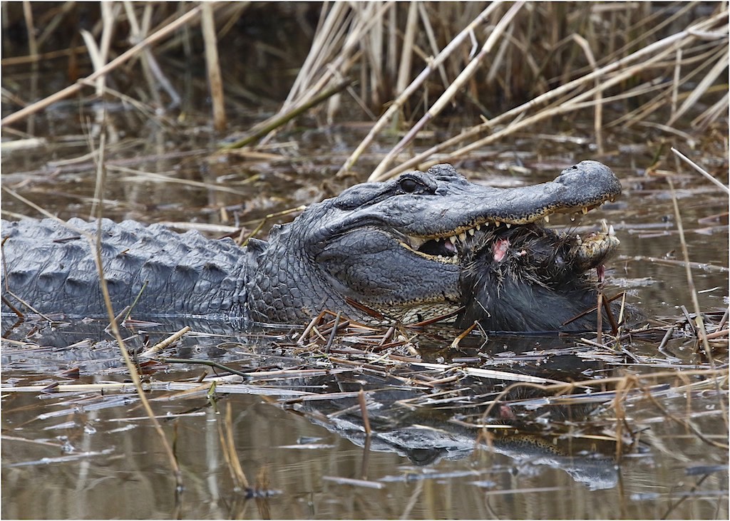 American Alligator with Nutria