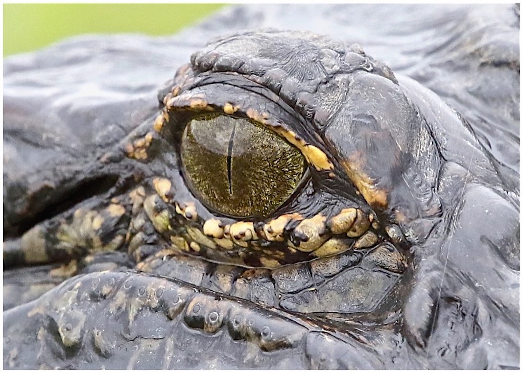 American Alligator