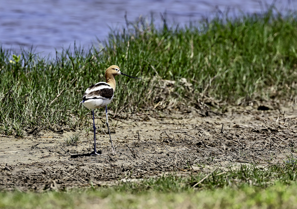 American Avocet.jpg