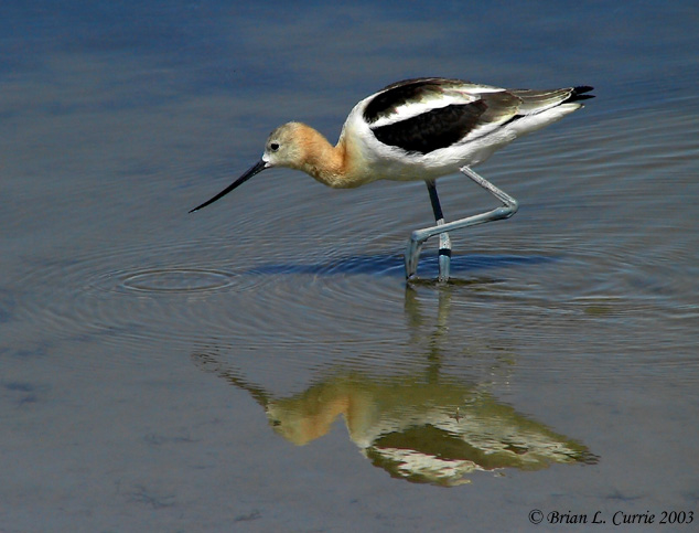 American Avocet (male)