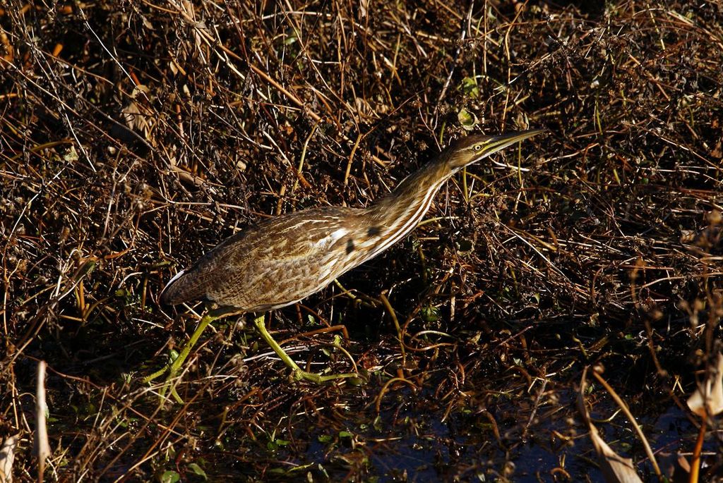 American Bittern