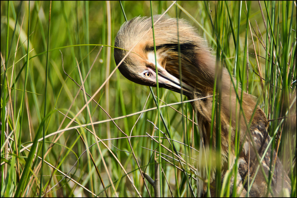 American Bittern