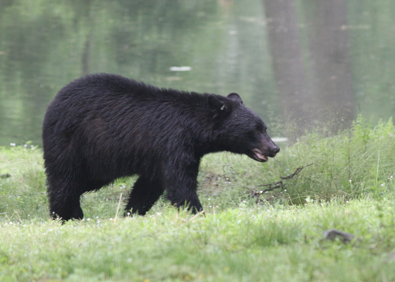 American Black Bear