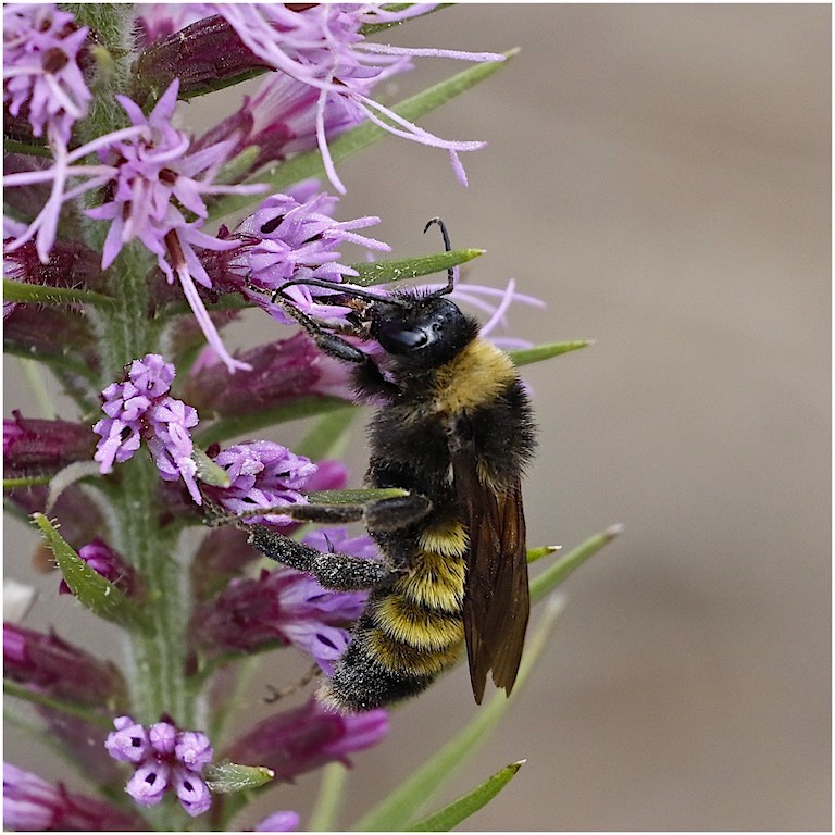 American Bumblebee (male)