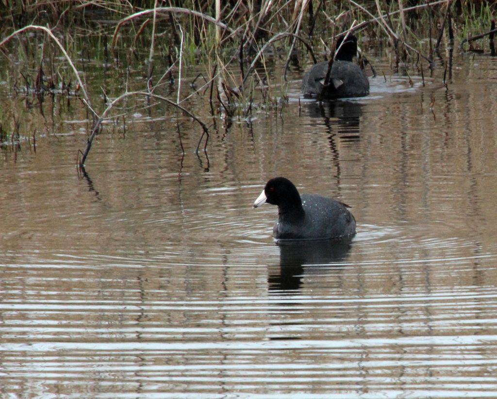 American Coot